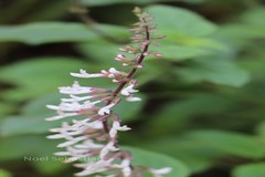 Orthosiphon pallidus